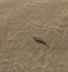 Torquigener pleurogramma