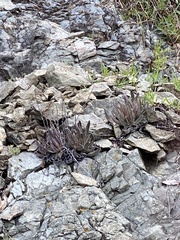 Dudleya abramsii setchellii