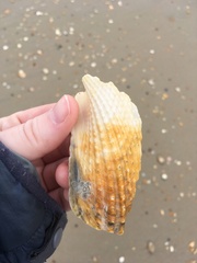 Cyrtopleura costata
