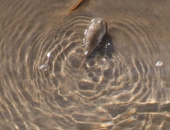 Torquigener pleurogramma