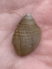 Semicassis granulata