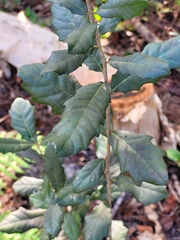Quercus minima