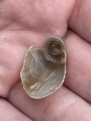 Semicassis granulata