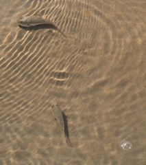 Torquigener pleurogramma