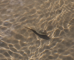 Torquigener pleurogramma