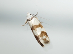 Chezala brachypepla