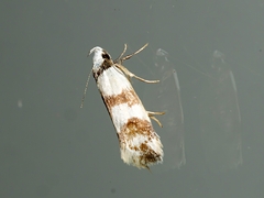 Chezala brachypepla