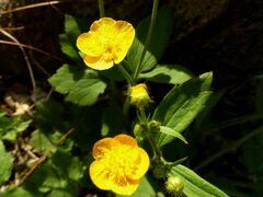 Ranunculus lanuginosus