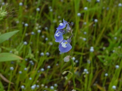 Utricularia graminifolia