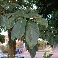 Lagerstroemia speciosa