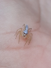 Eustiromastix spinipes