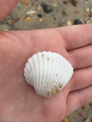 Anadara brasiliana