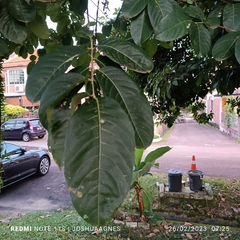 Lagerstroemia speciosa