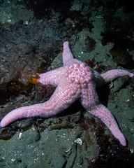 Pisaster brevispinus