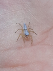 Eustiromastix spinipes