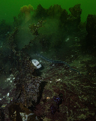 Anarrhichthys ocellatus