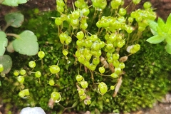 Physcomitrium pyriforme