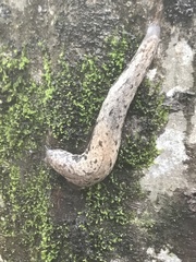 Megapallifera mutabilis