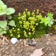 Physcomitrium pyriforme