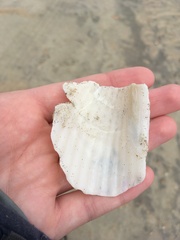 Cyrtopleura costata