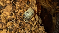 Porcellio laevis