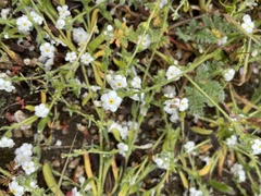 Plagiobothrys collinus