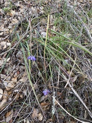 Dipterostemon capitatus