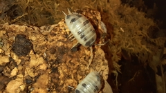 Porcellio laevis