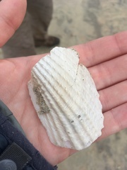 Cyrtopleura costata