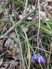 Dipterostemon capitatus