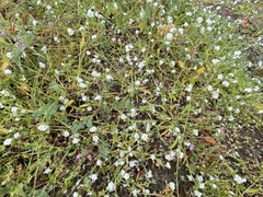 Plagiobothrys collinus