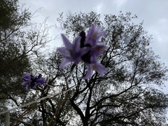 Dipterostemon capitatus