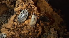 Porcellio laevis