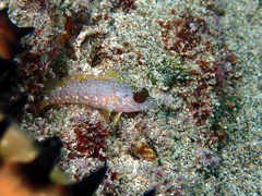 Gobioclinus dendriticus