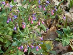 Pulmonaria