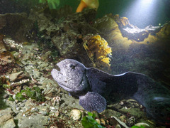 Anarrhichthys ocellatus