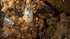 Porcellio laevis