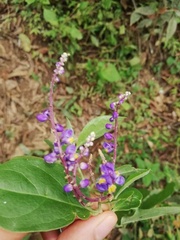 Lonchocarpus