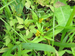 Bidens hyperborea