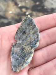 Dinocardium robustum