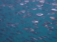 Opisthonema berlangai