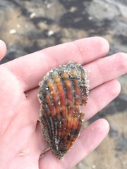 Dinocardium robustum