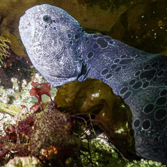 Anarrhichthys ocellatus
