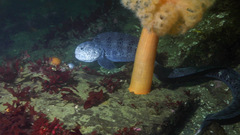 Anarrhichthys ocellatus