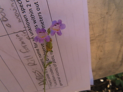 Penstemon linarioides