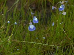 Utricularia graminifolia