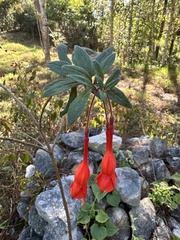 Fuchsia pringsheimii