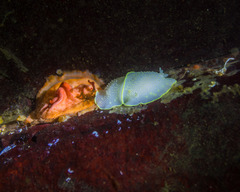 Cadlina