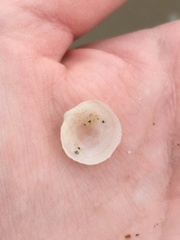 Divalinga quadrisulcata