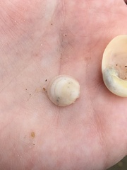 Divalinga quadrisulcata